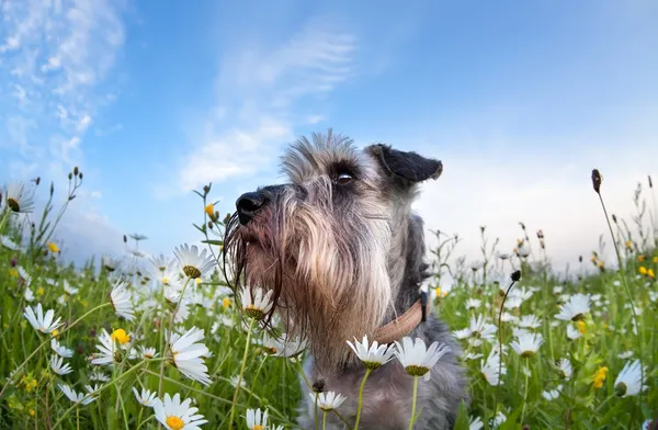 Bonito cão schnauzer miniatura com flores — Fotografia de Stock