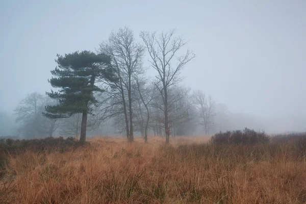 Arbres dans un brouillard dense — Photo