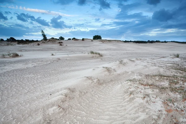 Zandduinen in Nederland — Stockfoto