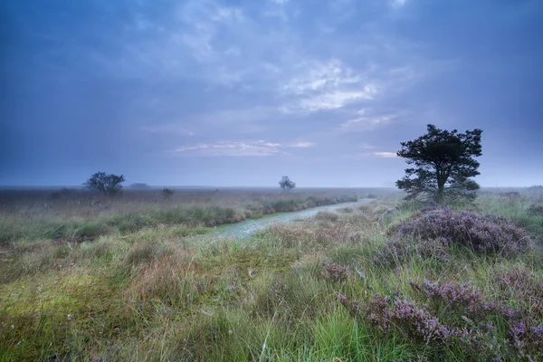 Dusk over swamp with flowering heather — Stock Photo, Image