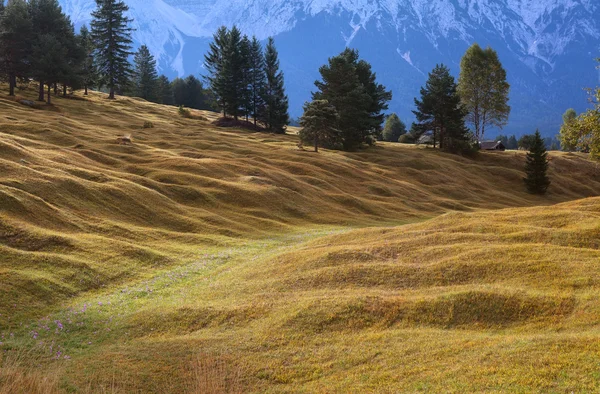 Альпийские луга Баварии — стоковое фото