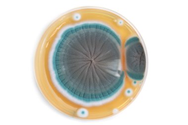 Mantarlar koloni agar plaka üzerinde