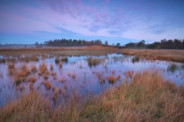 Hermoso amanecer sobre el pantano en el bosque —  Fotos de Stock