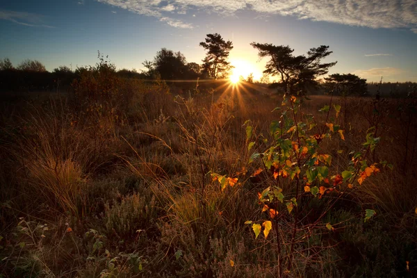 Sunbeams over marsh at sunrise — Stock Photo, Image