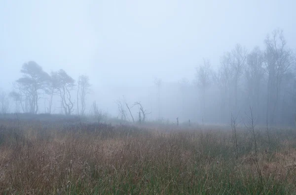Forest on swamp in dense fog — Stock Photo, Image