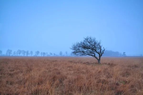 Árbol solo en el pantano brumoso — Foto de Stock