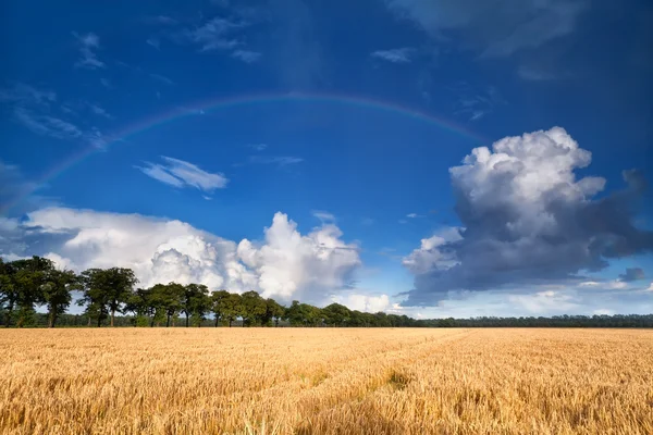 Regnbåge över vete fält — Stockfoto