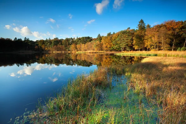 Jeziorko w lesie jesienią — Zdjęcie stockowe