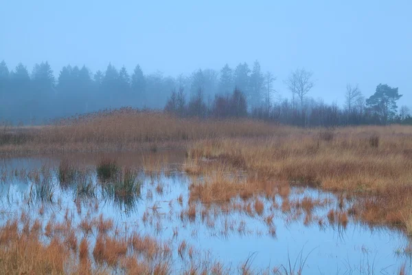 Misty overcast weather on swamp — Stock Photo, Image