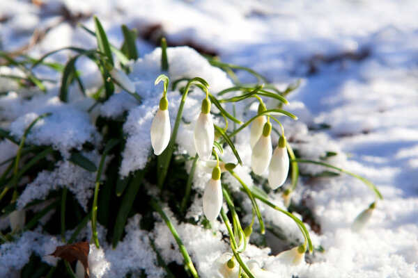 snowdrop flowers on snow