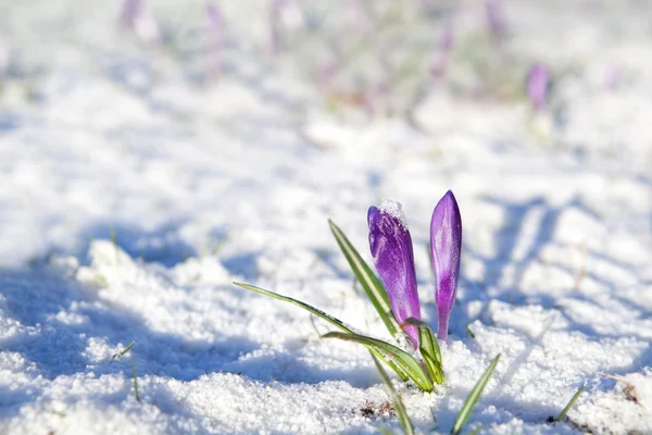 Lila Krokusblüten auf Schnee — Stockfoto