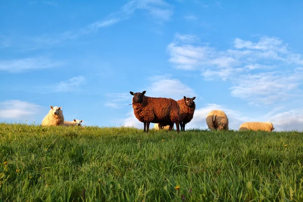 Weiße und braune Schafe auf der Weide — Stockfoto