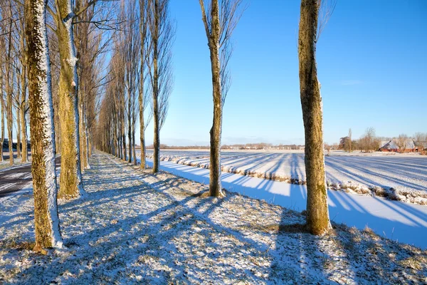 Sombra de las filas de árboles en la nieve — Foto de Stock