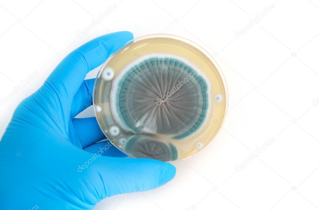 fungi on Petri dish over white