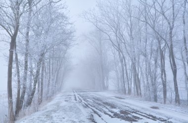 ağacı satırları ve kırsal yol Frost