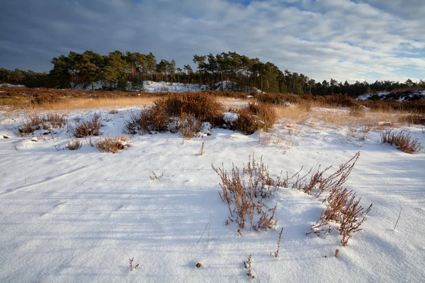 Heatherland in snow — Stock Photo, Image