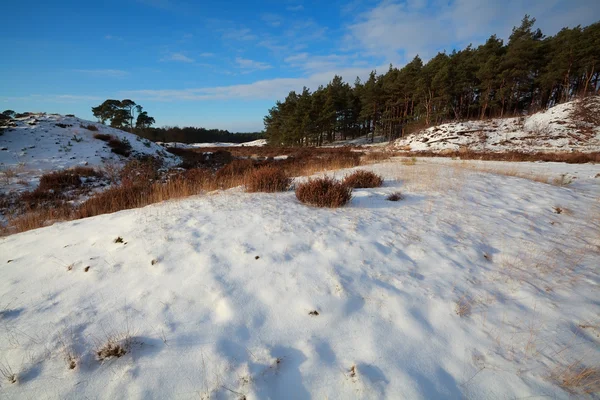 Sanddyner och äng i snö — Stockfoto