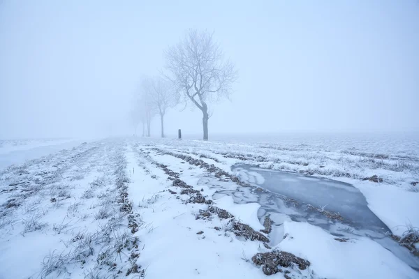 Nebbiosa vista mattutina gelida — Foto Stock