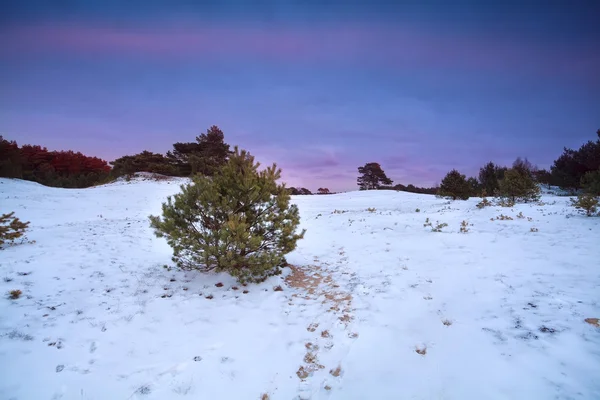Pôr do sol sobre a floresta de coníferas na neve — Fotografia de Stock