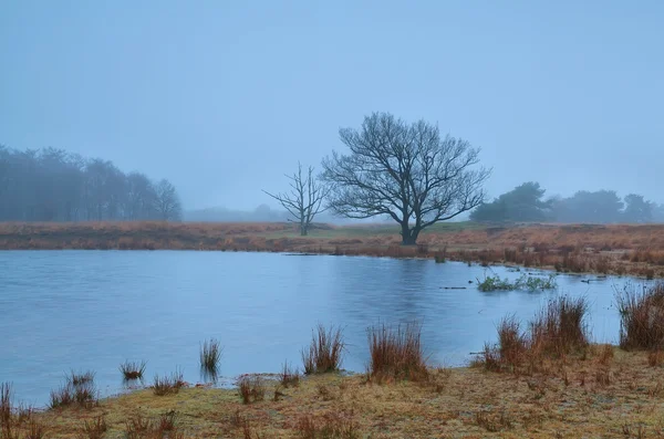 Baum am kleinen See im nebligen Herbstmorgen — Stockfoto