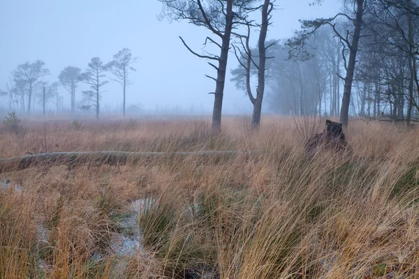 Pino su palude nella nebbia — Foto Stock