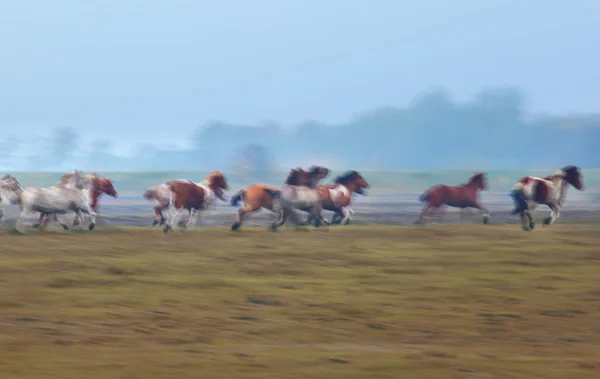 Suddig rörelse av många galopperande hästar — Stockfoto