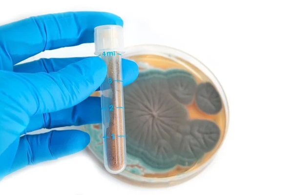 Tube with antibiotics and Penicillium fungi — Stock Photo, Image