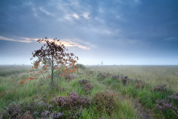 Rowan tree on marsh with heather — Stock Photo, Image