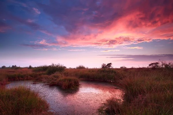Purpurfarbener Himmel bei Sonnenaufgang über dem Moor — Stockfoto