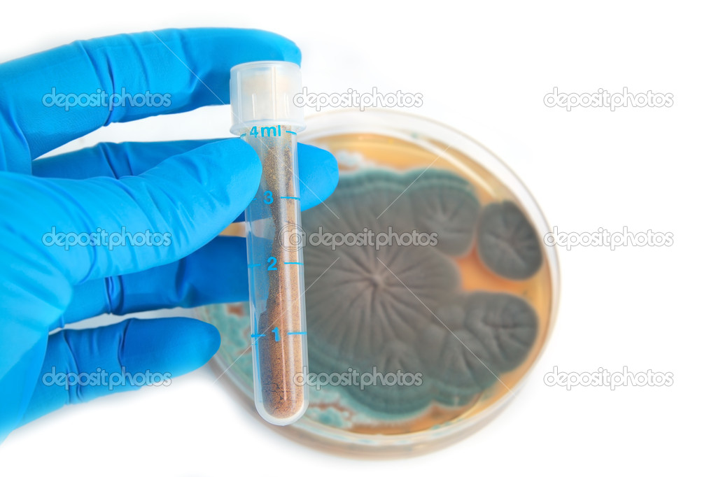 tube with antibiotics and Penicillium fungi