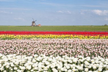 renkli Lale alan ve bahar Hollanda Yeldeğirmeni