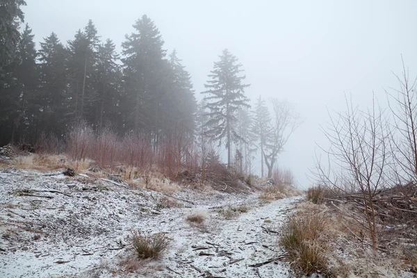 Forêt de conifères dans le brouillard hivernal — Photo