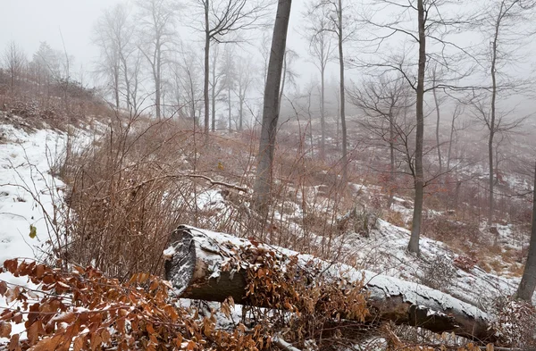 Зимний туманный день в лесу — стоковое фото