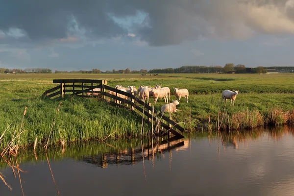 Gregge di pecore al pascolo lungo il fiume — Foto Stock