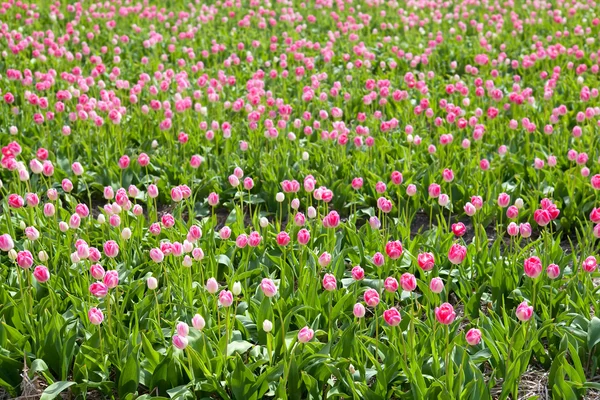 Campo de tulipas rosa no dia ensolarado — Fotografia de Stock