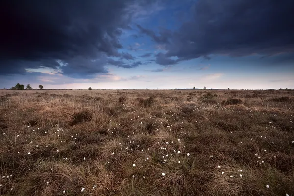 Clouded sky over marsh with cotton-grass — Stock Photo, Image