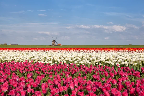 Mulino a vento, cielo blu e campo di tulipani — Foto Stock