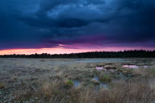 Ciel orageux au coucher du soleil sur un marais avec de l'herbe de coton — Photo