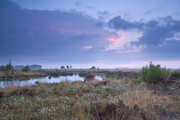 sunset over swamp in summer