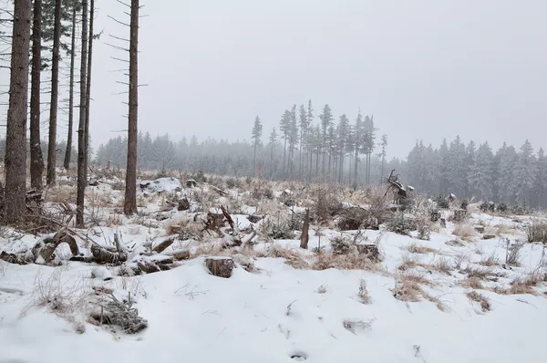Det snöar över ängen i barrskog — Stockfoto