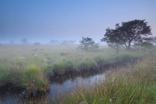 Mañana de verano brumosa en el pantano — Foto de Stock