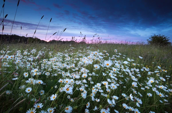 Multe flori albe de mușețel la apusul soarelui — Fotografie, imagine de stoc