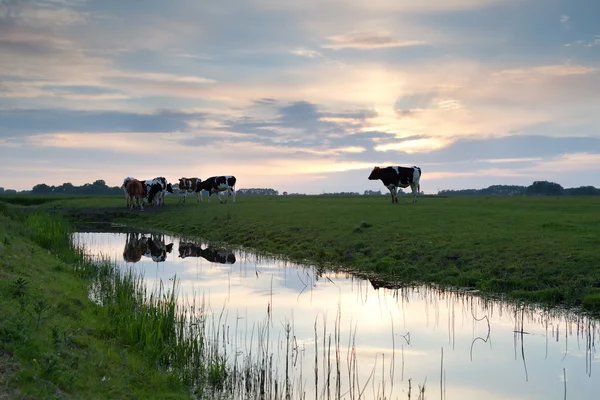 Pôr do sol sobre pastagens com vacas por rio — Fotografia de Stock