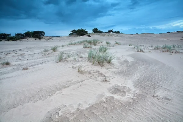 Hierba en dunas de arena sobre el cielo azul — Foto de Stock