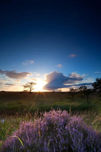 Heather çiçekler üzerinde günbatımı güneş — Stok fotoğraf