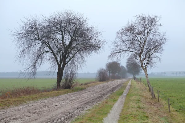 Marken vägen mellan träd i dimma — Stockfoto