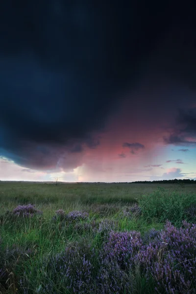 Shower over marsh with heather at sunset — Stock Photo, Image
