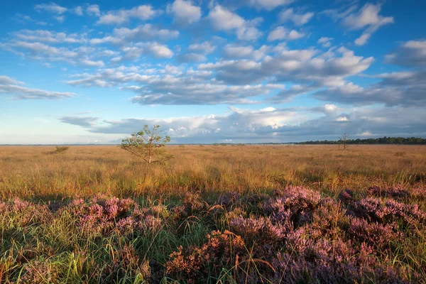 Rano złoty słońca nad Bagno z heather — Zdjęcie stockowe