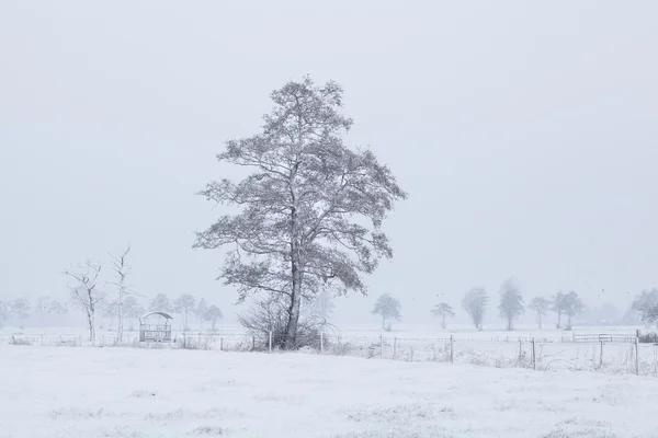 Tree in snow on Dutch farmland during winter — Stock Photo, Image