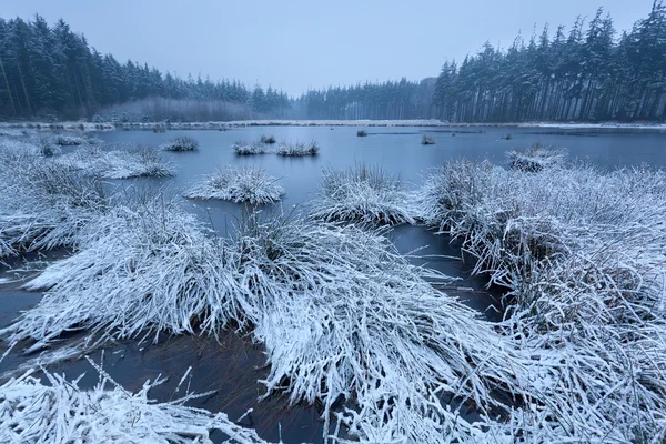 Kall frostig morgon på träsk i skogen — Stockfoto